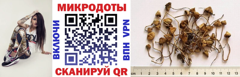 Купить где  Киренск  Галлюциногенные грибы GOLDEN TEACHER 